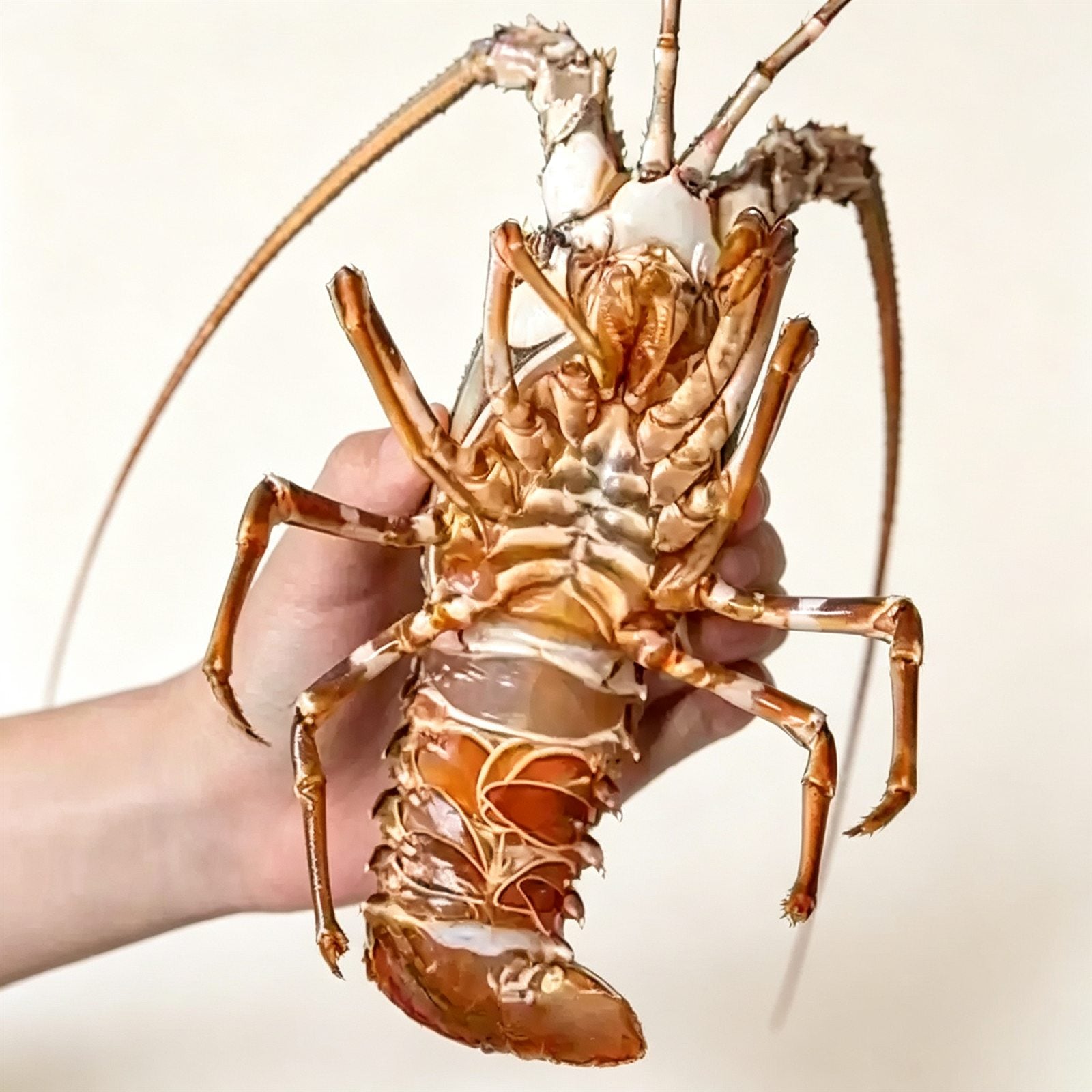 Frozen Spiny Lobster