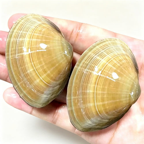 Dandong Large Yellow Clams