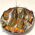 Frozen Boston Lobster