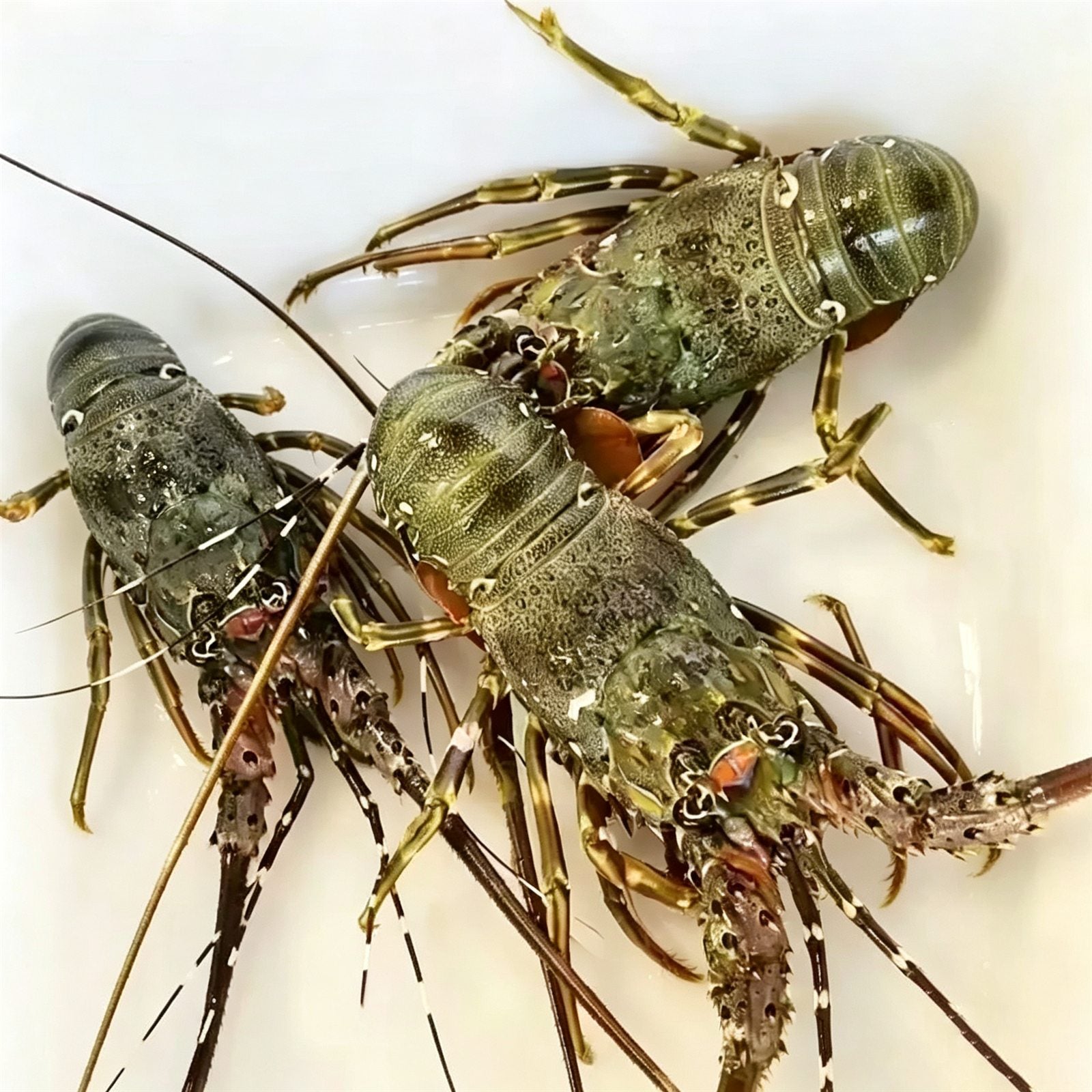 Frozen Spiny Lobster