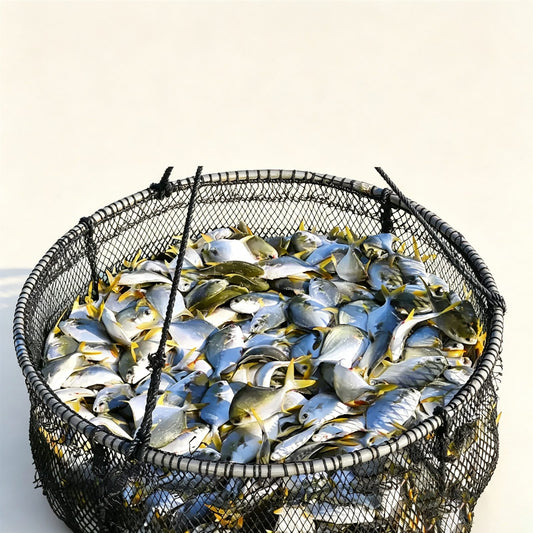 Large Frozen Whole Golden Pomfret