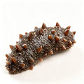 Ready-to-eat Sea Cucumber